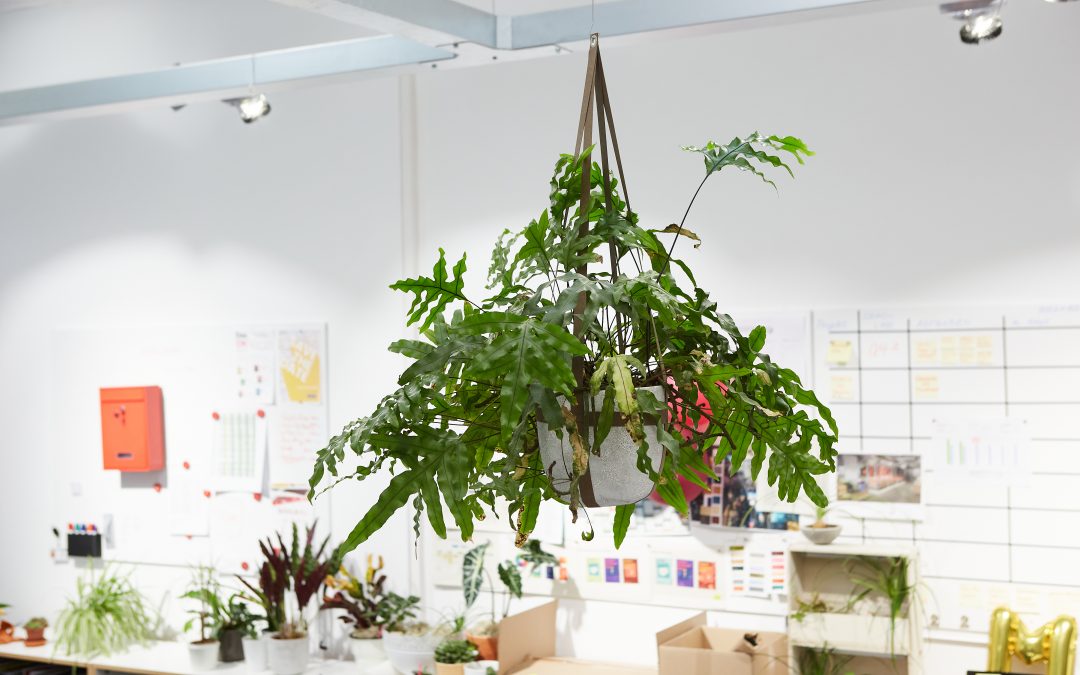 DIY Projekte für den Frühling: Mehr grün!